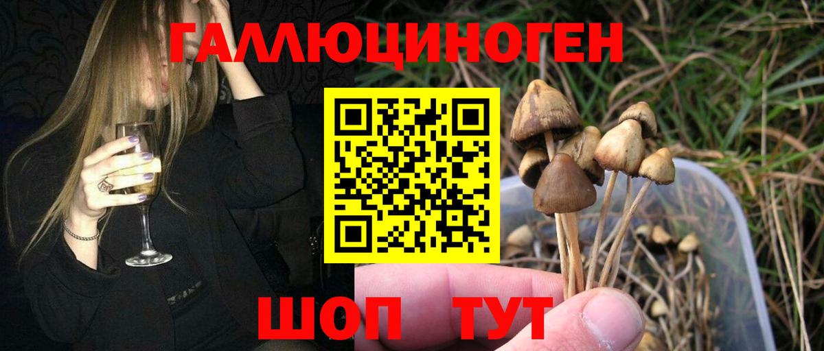 Новочебоксарск  Галлюциногенные грибы мицелий  закладки  Вход с VPN  Псилоцибиновые грибы Psilocybe 